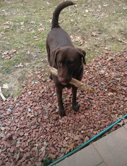 missing chocolate lab