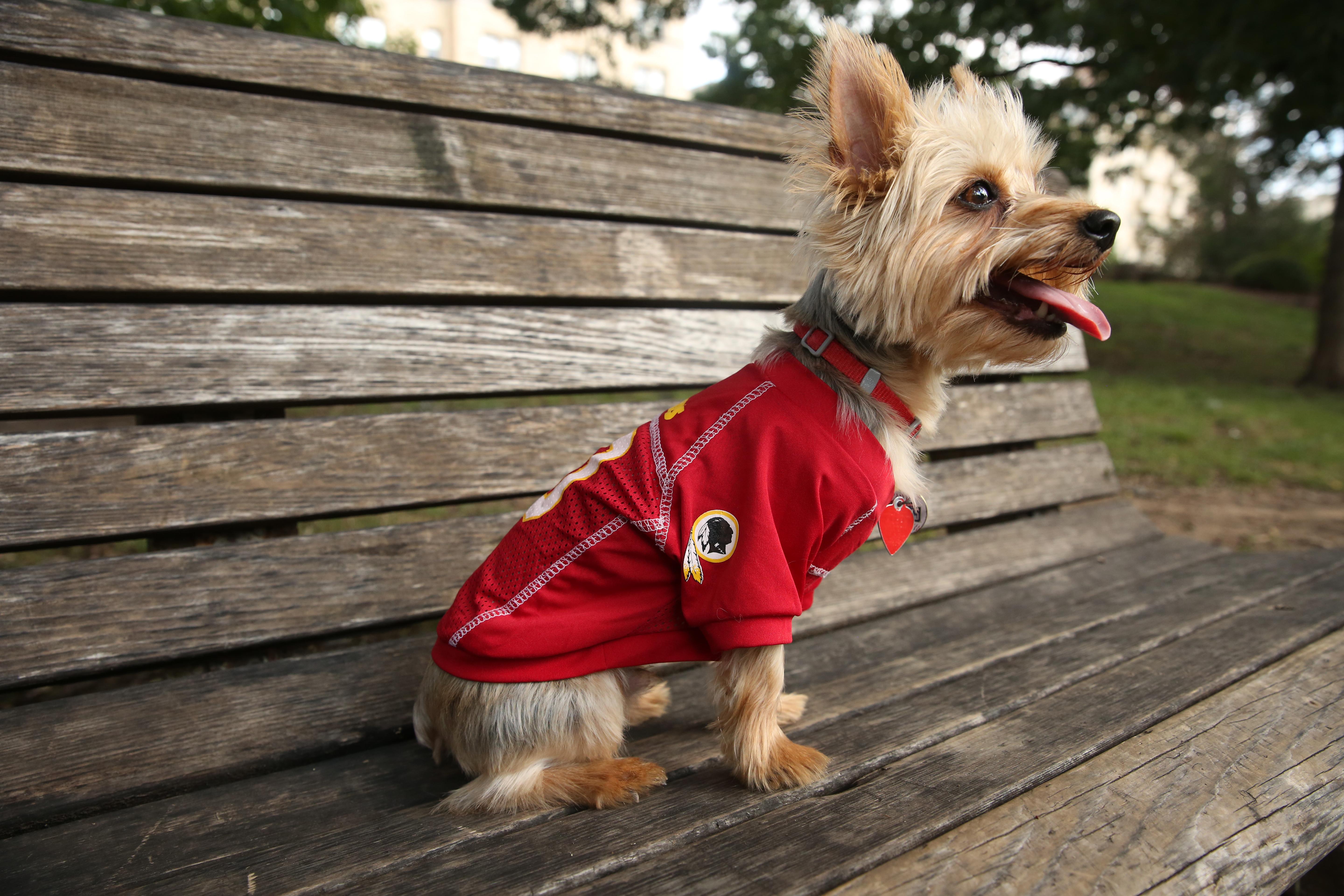 ruffined spotlight: these dogs are ready for fall