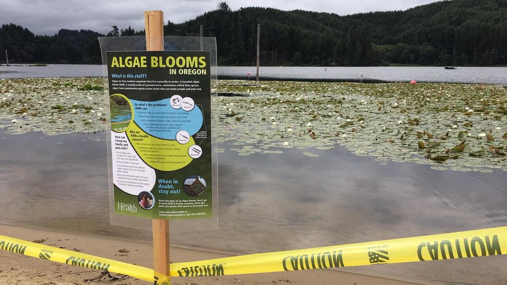 Harmful Algae Bloom In Tenmile Lake Could Have Effect On Local Economy Kmtr